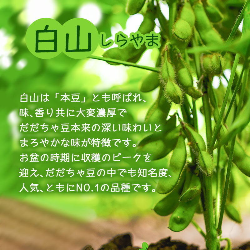【令和7年産】朝採りだだちゃ豆 【白山】1.5kg (500g×3袋) 枝豆　小池半左衛門