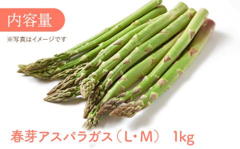 【2025年2月中旬より順次発送】朝どれ 春芽アスパラガス 1kg (ML混合) 【前平農園】 [BCG008]