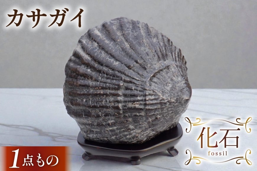 
                  化石 カサガイ 北海道産 [加藤樹石苑 北海道 歌志内市 01227an019] 1点物 北海道産 インテリア 置物 コレクション 鉱石
                