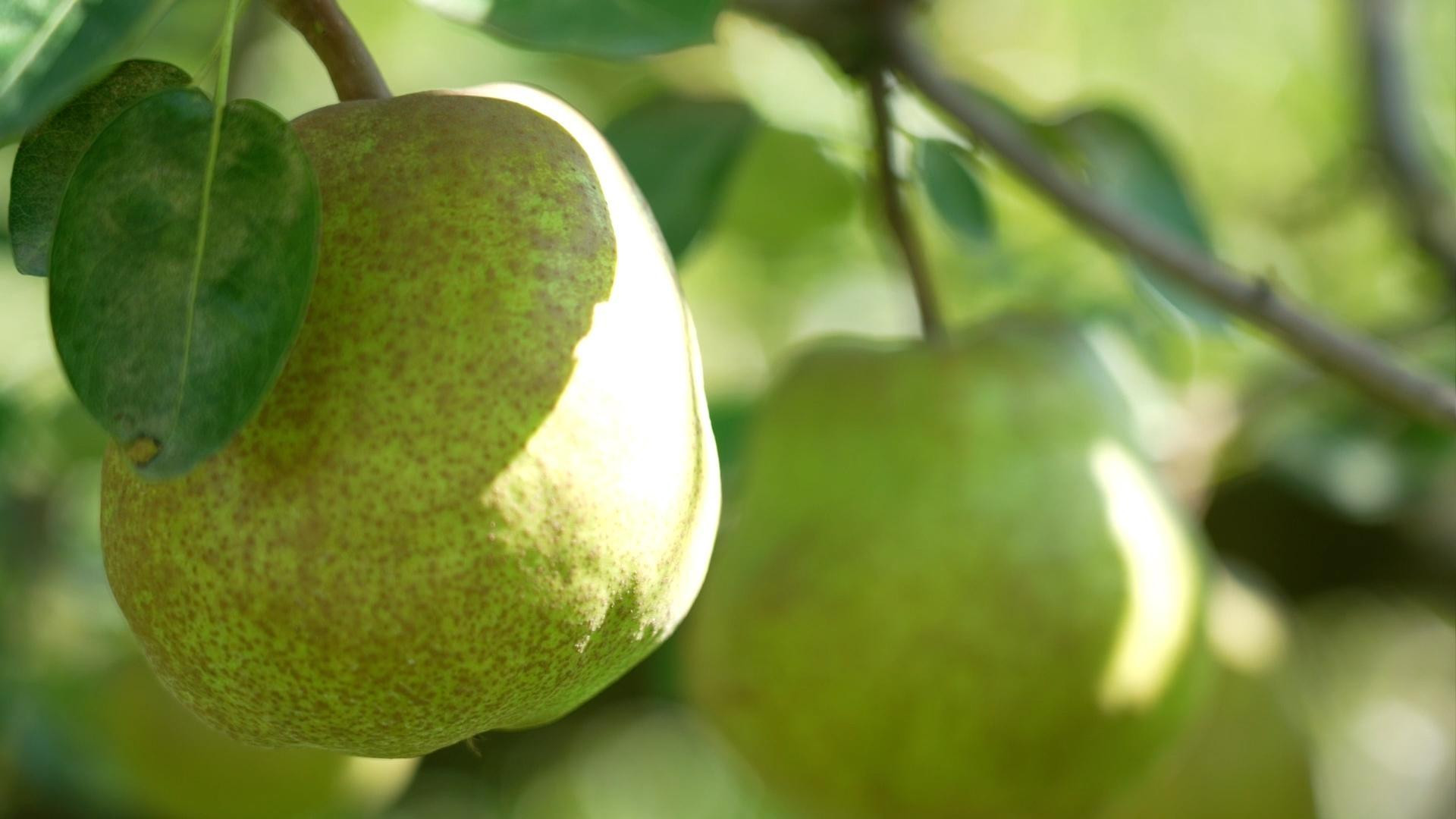 
                  「果実の女王」ラ・フランス★　約２kg（4～9玉）
                