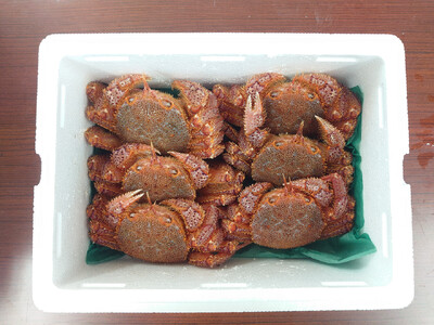 先行予約 【毛ガニ 約250g×6匹】 陸前高田産 毛ガニ 生きたまま発送！ 【 かに カニ 魚介類 旬 鮮度抜群 産地直送 三陸産 】2025年2月下旬から発送予定 RT2658