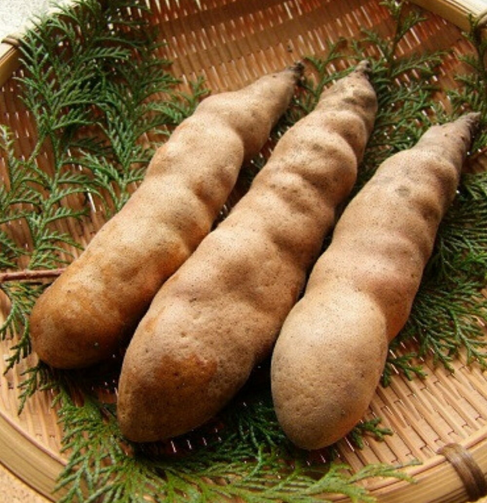 【ふるさと納税】 幻のやまいも 真庭市産 勝山やまのいも 銀沫 1kg（ぎんしぶき） 【2025年11月より順次発送】 山芋 とろろ 野菜 山かけ 長芋 岡山県