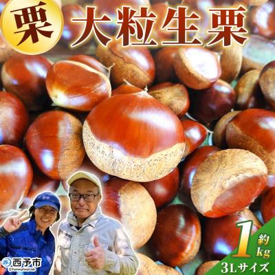 ふるさと納税 西予市 大粒生栗 3Lサイズ(約1kg)大きい 甘い産地直送 城川ファクトリー