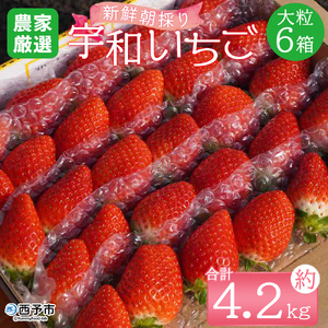 【先行予約】＜農家厳選 新鮮朝採り宇和いちご 大粒 6箱（約4.2kg）＞イチゴ 苺 果物 フルーツ くだもの ストロベリー かおりの かおり野 直送 かんちゃん農園 愛媛県 西予市【冷蔵】『2027年2月下旬～5月末迄に順次出荷予定』UKN0002