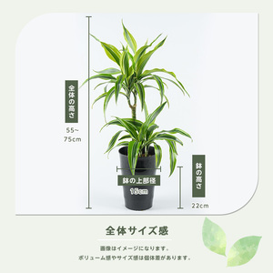 2026年6月中旬～発送 観葉植物 ドラセナ・ワーネッキー・レモンライム 55cm～75cm JAいぶすき IB165-016 観葉植物 観葉植物