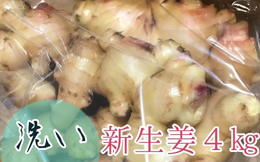 
            自然農 新生姜４kg（洗いショウガ）皮まで食べられる 甘酢漬け ガリ 農薬肥料不使用 レシピ付き【R00677】
          