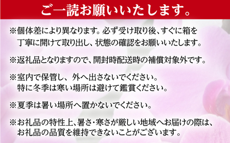 胡蝶蘭 1鉢【2本立ち5寸胡蝶蘭】  [BDAB005]