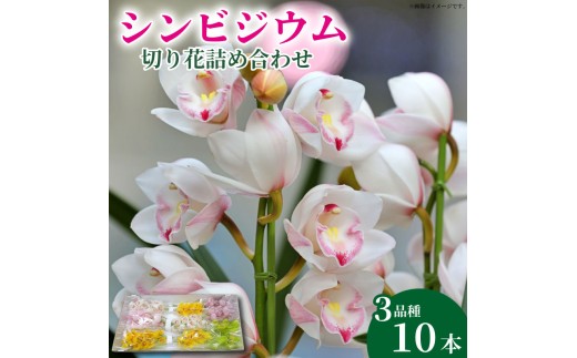 洋ラン 生花 花 シンビジウム 切り花 詰め合わせ  蘭 洋蘭 季節 限定 徳島県 阿波市