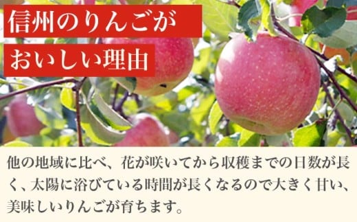 ［訳あり］ 旬のりんご 約3kg 6～12玉 ［小布施屋］ 傷 規格外 不揃い 訳アリ 家庭用 りんご 林檎 リンゴ 果物 フルーツ 長野県産 信州産 特産 産地直送 産直 数量限定 先行予約 令和7