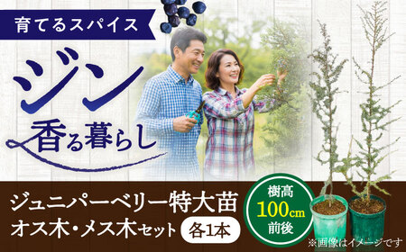 ジュニパーベリー特大苗(西洋ネズ)オス木・メス木セット Juniperus communis 樹高100cm前後 口径18cm スリット鉢植え BHCQ001