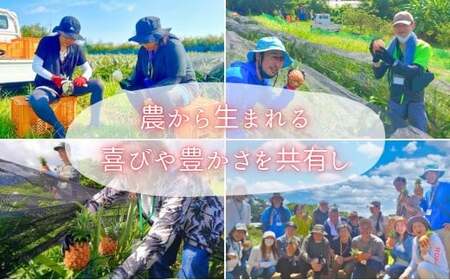 ☆新感覚の味わい☆桃のような芳醇な香りのする　『西表島産完熟ピーチパイン』 約1.2kg（2～3個入）