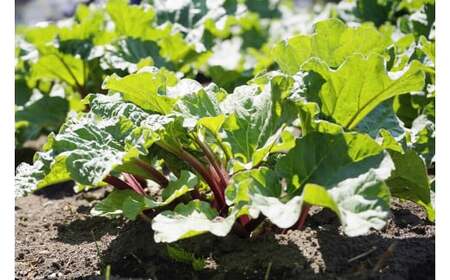 【ふるさと納税】ぶんぶく亭 信濃町特産の真っ赤な「RedStoneRhubarb」を贅沢に使った濃厚「ルバーブジュース」 1L×4本セット【長野県信濃町】