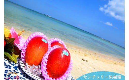 キラキラと輝く海に囲まれた徳之島で美味しく育ちました！