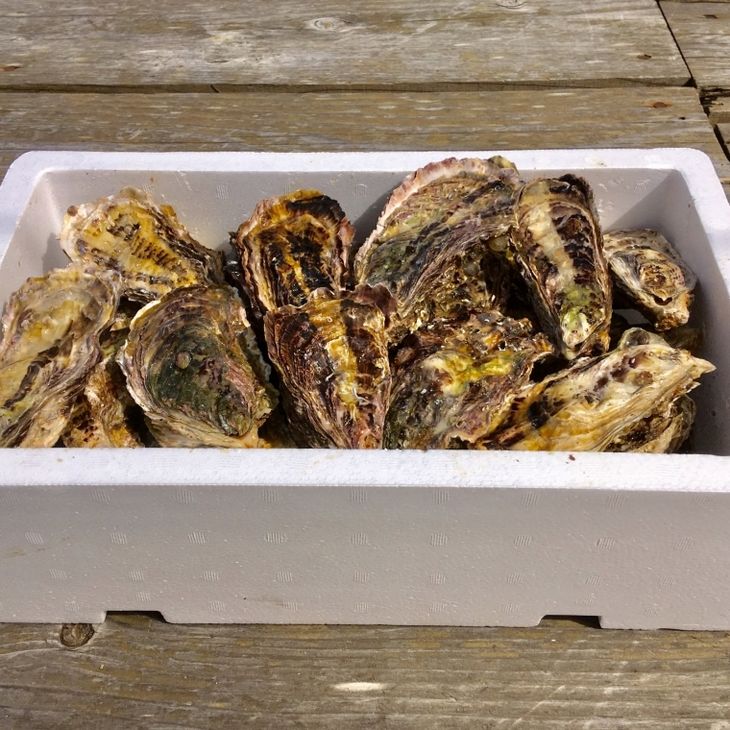【能登半島地震復興支援】魚介類 牡蠣　/ 能登かき 殻付 牡蠣 約3.5kg（約30個）専用ナイフ・片手用軍手付 石川県 七尾市 能登 ※加熱用 ※2026年1月下旬～5月下旬頃に順次発送予定 ※離島への配送不可