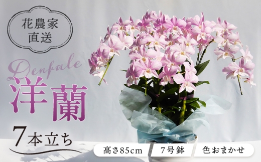 【お中元対象】【10セット 限定 】 デンファレ （ 洋蘭 ） 7本 立ち 《糸島》【和饗エコファーム株式会社】 蘭 洋蘭 デンファレ 花 インテリア お祝い 贈り物 [AVI002]母の日父の日ギフト