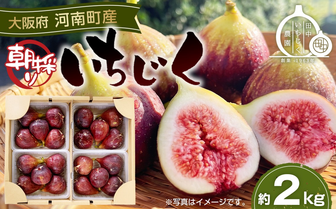 
            いちじく 朝採り 【2026年配送】　約2kg ／ 無花果 イチジク フルーツ くだもの 果物 果実 朝採れ 新鮮 ジューシー 甘い 朝取り 大容量 味わい 食べ比べ 旬 ギフト プレゼント 冷蔵配送 季節限定 自然の甘さ 産直 農家直送 河南町産 大阪 特産品 送料無料 大阪府 No.141
          