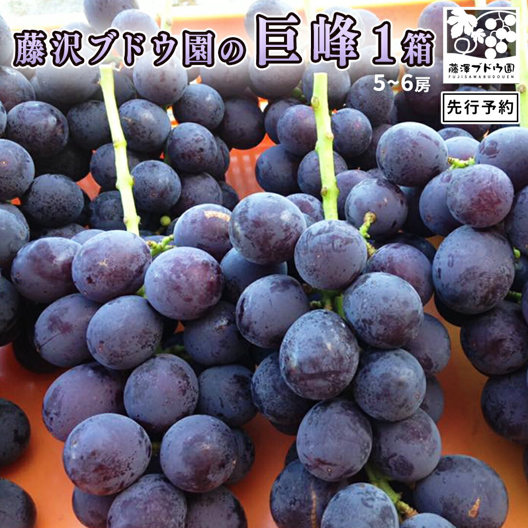 【ふるさと納税】【 藤澤ブドウ園 】 自慢 の 巨峰 約2kg 2026年産 先行予約 ぶどう 葡萄
