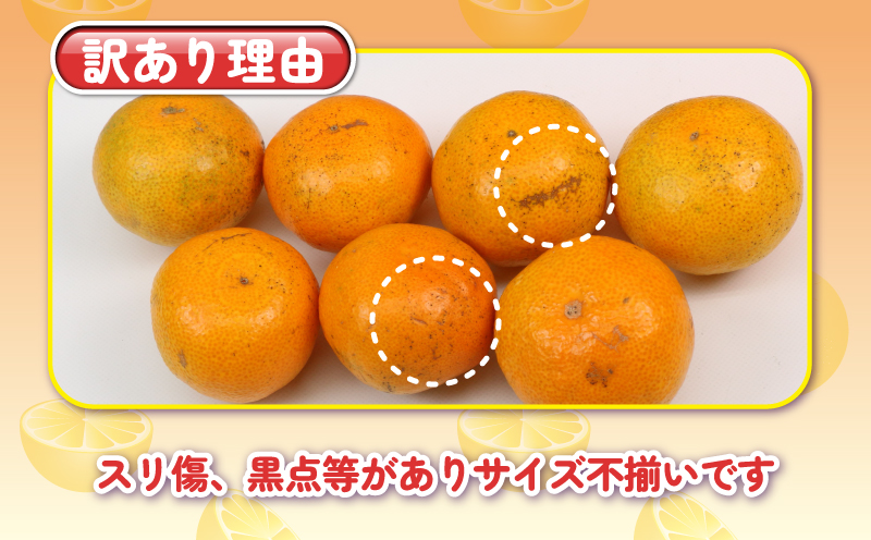 訳あり プチ みかん 南柑20号 10kg 杉本屋 わけあり 訳あり品 訳アリ 小玉みかん 小みかん 愛媛みかん 愛媛蜜柑 愛媛ミカン 温州 温州みかん 果物 くだもの フルーツ 柑橘 蜜柑 mika