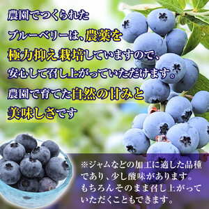 くよもん農園 冷凍ブルーベリー 1kg【人気の返礼品】AG01