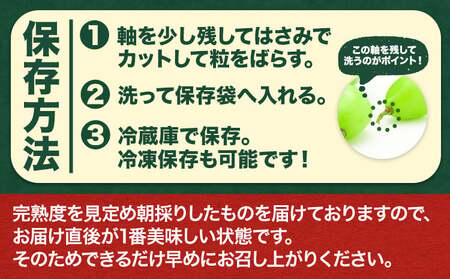 オーロラブラック 2房入り ぶどう オーロラブラック