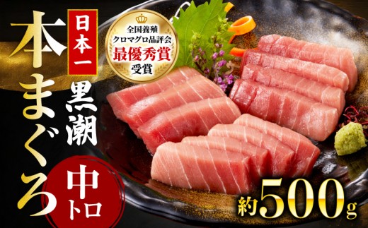 本マグロ 中トロ 約500g (高知道水)