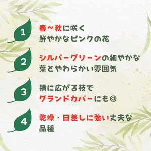 グレビレア　フォレストランブラー ／ グレビレア フォレストランブラー 植物 観葉植物 鉢植え