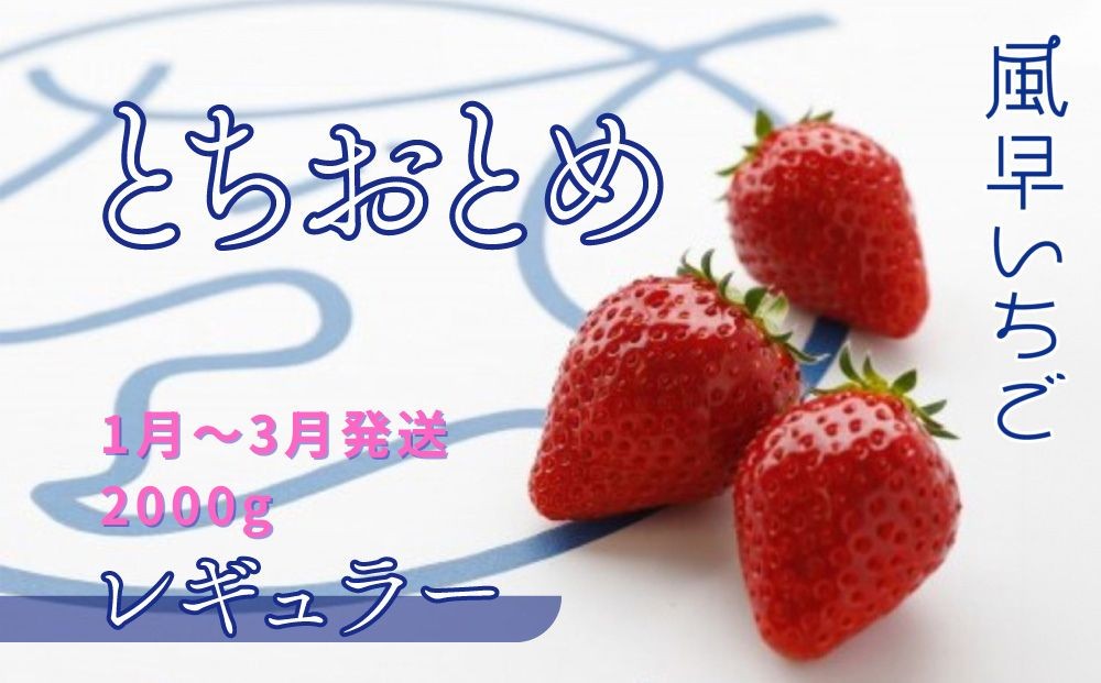 
            【1～3月発送】いちご とちおとめレギュラー 250g×8パック 苺 イチゴ とちおとめ 選べる 発送月 発送回数 個数 いちご「とちおとめ」風早いちご園 有名ホテル使用 厳選 フルーツ 果物 季節限定 甘い 濃厚 ジューシー 新鮮 2箱 送料無料 ギフト 贈答 茨城県 鉾田市 野菜王国 予約受付
          