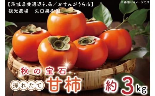 【10月より順次発送】【数量限定】秋の宝石。採れたての甘柿3kg（茨城県共通返礼品／かすみがうら市）【果物 くだもの フルーツ 柿 かき カキ 期間限定 産地直送 茨城県 水戸市】（FW-5）