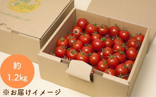【2027年1月以降配送】熊野薬草園のミニトマト（1.2kg） トマト ミニトマト 熊野 予約受付【kmys0001A】