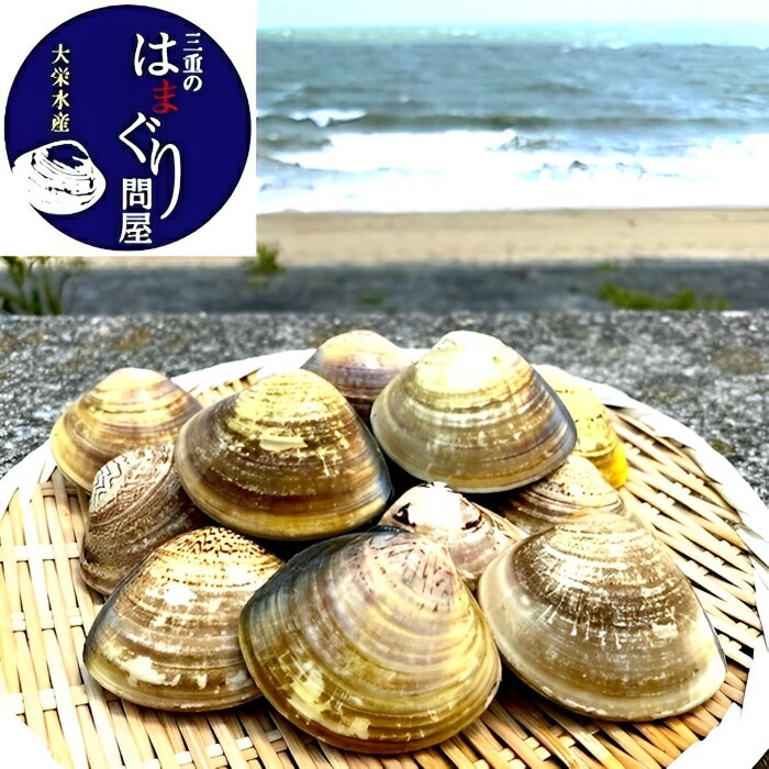 【ふるさと納税】楠町名産　蓄養蛤大サイズ　たっぷり3kg　＜ハマグリ　お吸い物に、焼きはまぐりに！＞