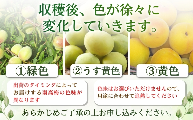 紀州和歌山県産 熟南高梅 生うめ 優品 約３kg (S、Mサイズおまかせ)+3%増量＜2027年6月上旬～7月上旬発送予定＞/ 梅干し 梅酒 ウメシロップ ジュース ジャム他 紀州熟南高梅 青梅 黄梅