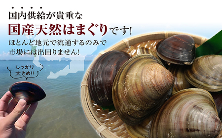 【 奇跡のはまぐり 】小鈴谷産天然はまぐり【 1kg 】 国産 天然 はまぐり 貝 漁協直送 魚貝類 肉厚 日本産 旨味 お祝い お吸い物 大きい 手掘り 潮干狩り 冷蔵便 小鈴谷天然蛤 海の幸 縁起