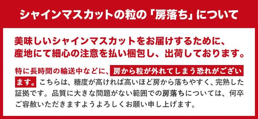 ぶどう 農園直送 朝採れシャインマスカット 2kg以上【配送不可地域あり】