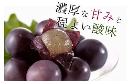 【 2025年 先行予約 】 巨峰 1.2kg ( 種あり ) 鈴木ぶどう園 3房 ～ 5房 ぶどう ブドウ 国産 果物 くだもの 葡萄 フルーツ 1.2キロ 8月 下旬 9月 10月 発送 夏 秋 