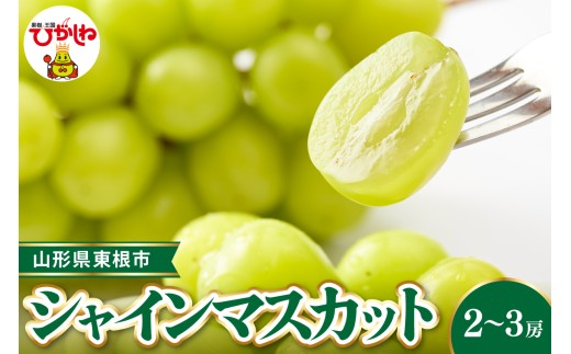 【2026年産 先行受付】東根市産シャインマスカット 約1.2~1.3kg(2~3房入)  ベジフルひがしね 山形県 東根市 hi104-002