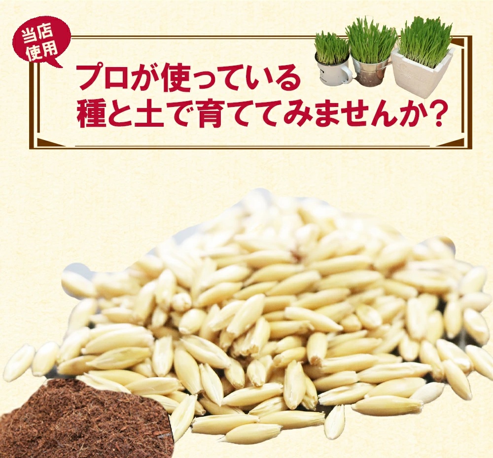 [猫草専用] 栽培用 良質な種とふわふわ土のセット｜猫草 種 土 セット 猫草 栽培セット 猫草の種 猫草専用土 セット 猫草 初心者セット [1206]