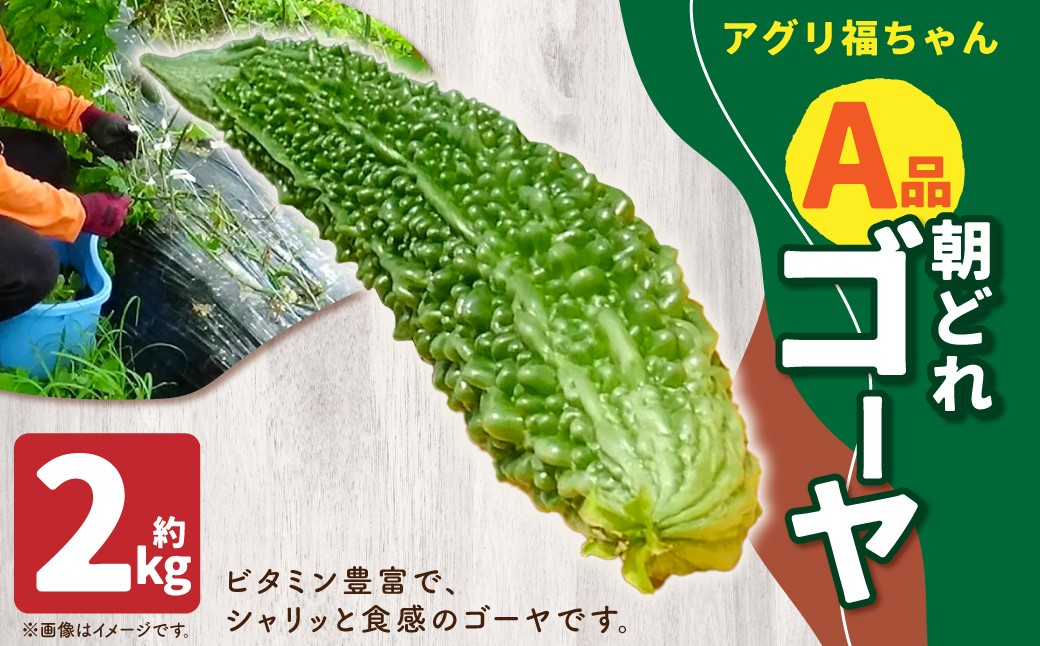 
            【鹿児島県産】【A品】 ゴーヤ 2kg ゴーヤー 朝どれ 夏野菜 【2025年7月上旬から9月下旬発送予定】 ZS-556
          