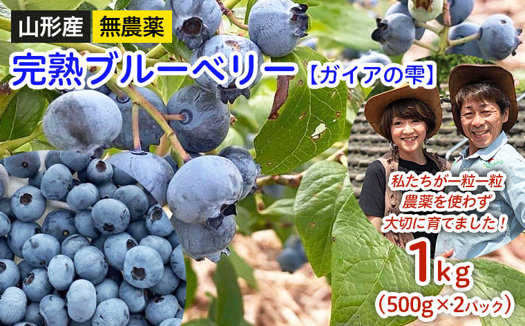 
            山形産 無農薬 完熟ブルーベリー【ガイアの雫】1kg(500g×2パック) 【令和8年産先行予約】FU22-309 くだもの 果物 フルーツ 山形 山形県 山形市 2026年産
          