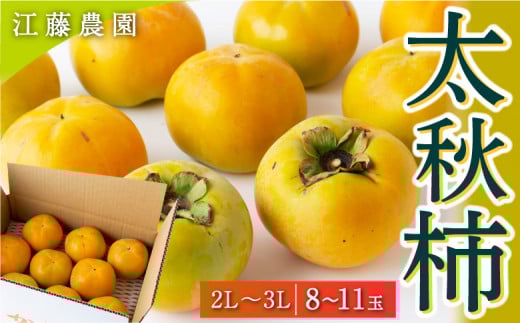 【先行予約】 江藤農園 太秋柿 （2Lから3L） 8玉から11玉 【2025年10月中旬から11月上旬 出荷予定】 柿 かき カキ 太秋 たいしゅう 完全甘柿 果物 くだもの フルーツ 果実 ジューシー お取り寄せ 福岡県 うきは市