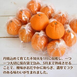 【2025年5月順次発送】濃厚なコクと甘さ 長期熟成しらぬい 3kg 農家直送 和歌山県産【1550279】
