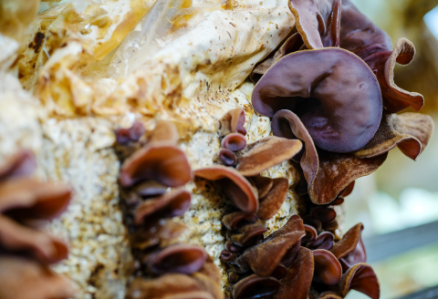 プロが厳選！オーガニックきのこ５種盛り(1.5kg)【しいたけ きくらげ ひらたけ たもぎたけ なめこ 黒あわびたけ やまぶしたけ おまかせ 厳選】