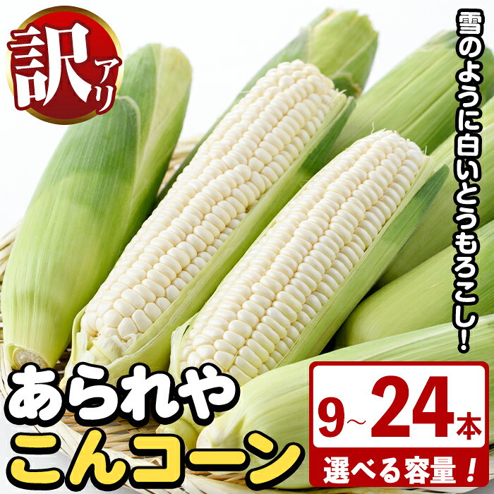 【ふるさと納税】＜先行予約受付中！2026年9月下旬より順次発送予定＞＜容量が選べる！＞訳あり！白いとうもろこし「あられやこんコーン」(9〜24本) 国産 トウモロコシ 玉蜀黍 ホワイト コーン 野菜 糖度 夏 イネ科 数量限定 期間限定 訳アリ 旬 【うとさんち】