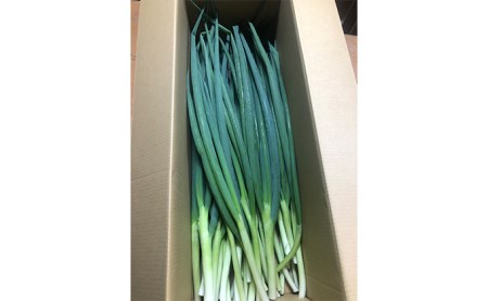 【6か月定期便】生産農家直送 京野菜・九条ねぎ2kg〈ねぎ 野菜 京都