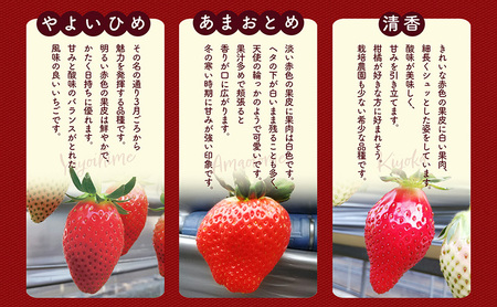 「スターナイト」+3品種　個性派いちご4品種食べ比べセット　250g×4パック　『とくしま安２（安全・安心）農産物』優秀認定取得