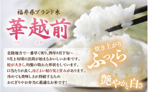 【先行予約】【令和8年産】 【10月上旬以降発送】華越前  無洗米 5kg / 米 5キロ ハナエチゼン はなえちぜん 北陸 福井県産 あわら市 ブランド米 白米 お米 コメ こめ kome ※202
