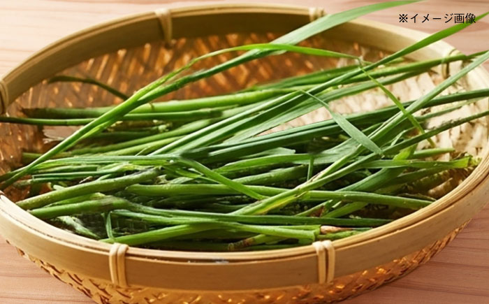 マコモ茶 100g 五島市/五島列島自然のめぐみ [PGM011]