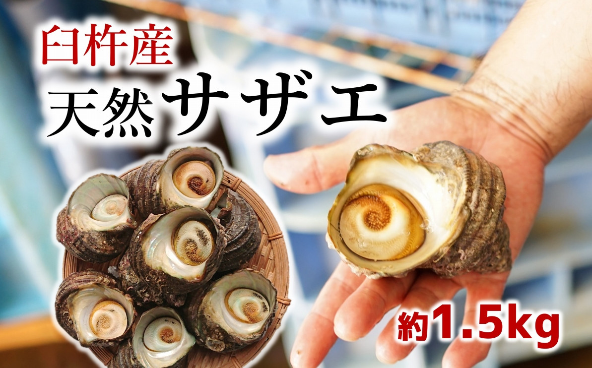 
臼杵の綺麗な海で育った天然サザエ（1.5kg）
