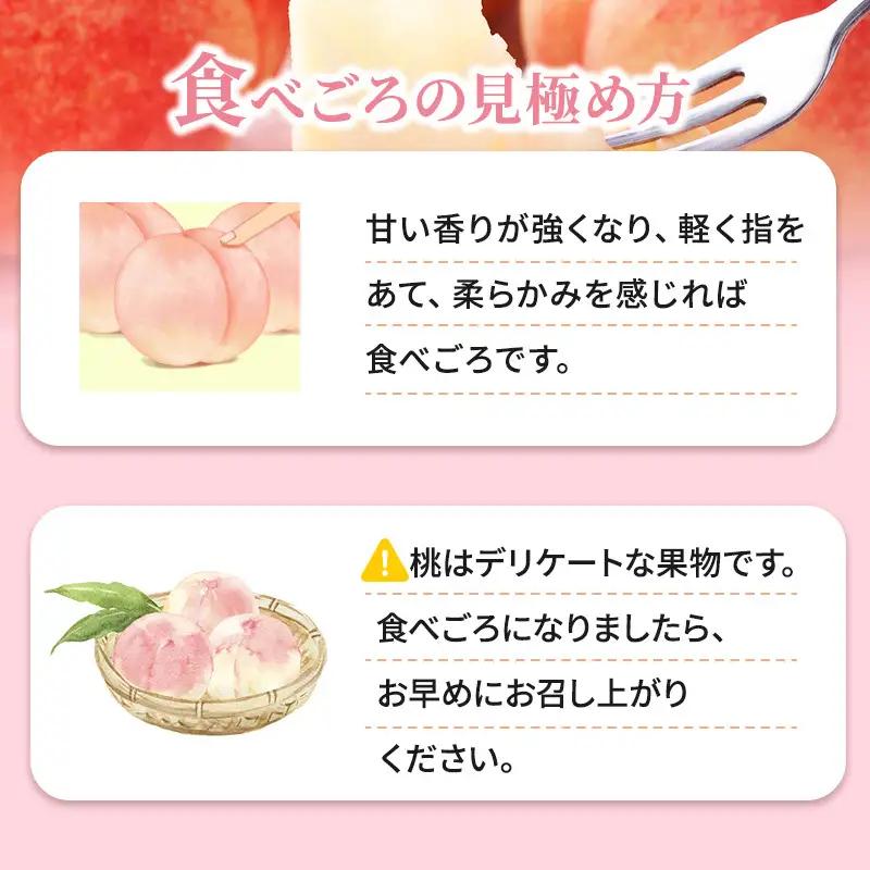 桃 先行予約 浅間水蜜桃 なつっこ 約5kg 秀品 13～22玉 贈答品 フルーツ 果物 白桃 甘い 冷蔵