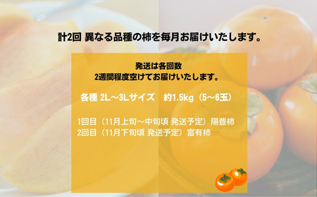 【先行予約】令和8年産 [定期便] 柿 2食べ比べ 合計約3kg 陽豊柿 富有柿 2L ～ 3Lサイズ 各5-6個 入り《11月上旬より収穫でき次第発送 かき お楽しみ フルーツ カキ 果物 くだもの