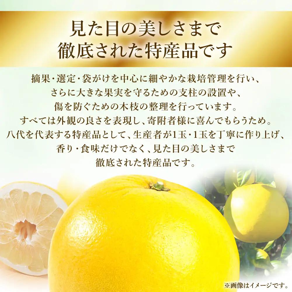 【先行予約】八代特産 晩白柚　秀Lサイズ 2玉 ばんぺいゆ 柑橘 【2026年12月上旬より順次発送】
